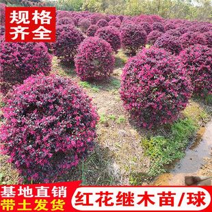 �t���^ľ�����Ϙ�����ͥԺ�����ͺ�ֲ���L����G���@�ֹ������ļ�