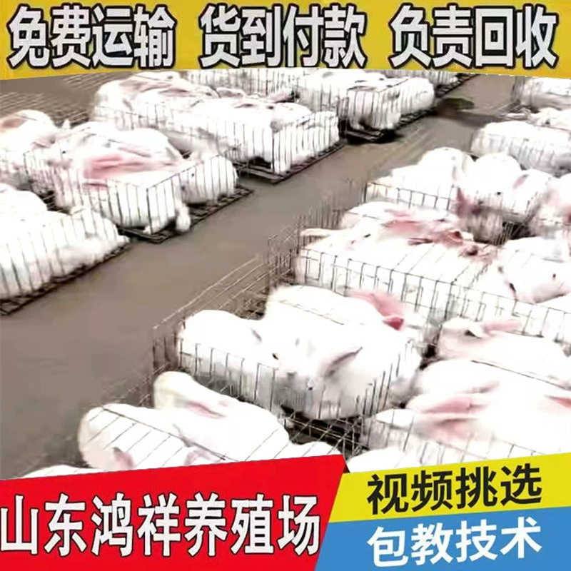 Новозеландские кролики быстро растут и имеют низкие расходы на разведение. Шаньдунская база по разведению мясных кроликов оптом поставляет высокоурожайных мясных кроликов по низким ценам в Россию.