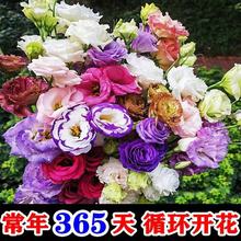 ļN۹Nذ_׻ܷNͥԺ⻨N