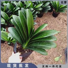 君子兰盆栽绿植花卉植物室内圆头和尚四季带花苞大苗当年开花