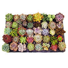 40�w��������С�F؛�Ϙ�����M��һ��һ��ֲ����ʯ���M�����԰��]