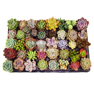 40�w��������С�F؛�Ϙ�����M��һ��һ��ֲ����ʯ���M�����԰��]