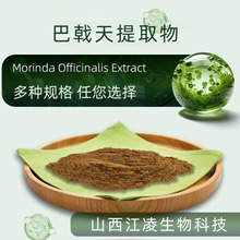 巴戟天提取物30:1 江凌生物 含巴戟天皂甙 现货供应 巴戟天提取物