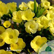 ���{�����ԷN���ö���Oxalis Fabaefolia�F؛��ֲ�̨ͥԺ ؈ɭ