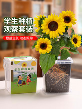 儿童种植小盆栽向日葵种孑四季凤仙花种籽小学生观察植物开花种子