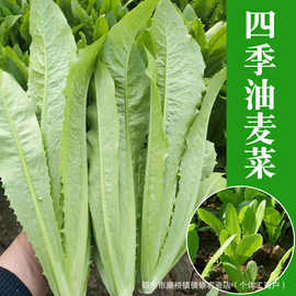四季芽苗菜油麦菜种子盆栽春秋冬季蔬菜种籽夏季阳台