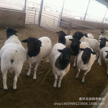 黑头杜泊绵羊羊苗哪里出售白头杜泊绵羊羊苗怀孕母羊