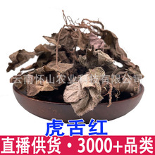 广西虎舌红虎脷红地毯红毛毡红毛毡老虎利天仙红农