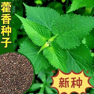 藿香种子大茴香可驱蚊霍香正气香草籽鱼香草阳台盆栽易种蔬菜种子-阿里巴巴