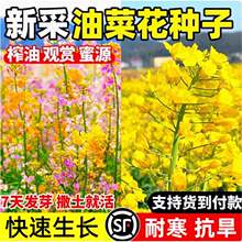 观赏油菜花种子彩色油菜花籽种高产矮杆榨油南方种四季油菜种籽孑