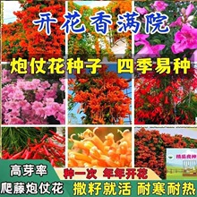 炮仗花种子爬藤花卉大全四季种植绿植庭院围墙老藤垂吊 欧洲庭院