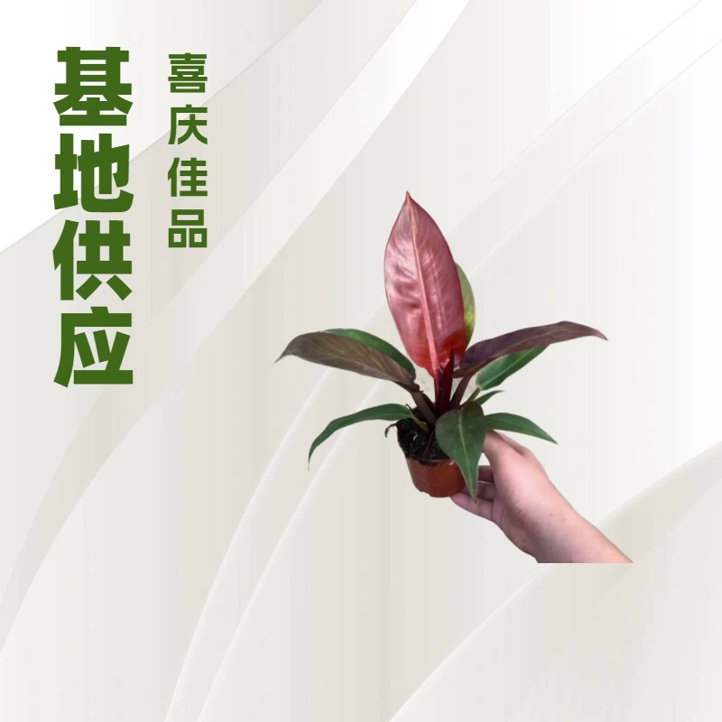 База специализируется на оптовой поставке зеленых растений для офиса и дома, таких как солнцелюбящий потово, а также необычных и праздничных маленьких растений в горшках для ландшафтного дизайна.