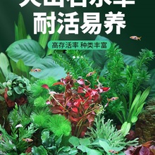 �~�׻��wˮ��ֲ�����ˮ��G���b���ԃ���ˮ��ɽʯ���B�쾰ȫ��