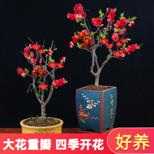 �ձ������Ϙ��ļ��ذ��̨���Դ󻨘���ͥԺ�����ͺ�ֲ���L�۹ڻ�