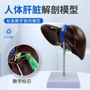 教学人体肝脏解剖模型肝门血管叶肝胆囊胆管构造医学内脏器官模型-阿里巴巴