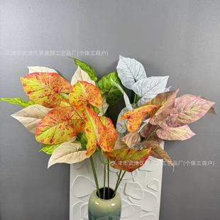 �¿�T�~���滨�~�����l��Y���Ż����c�Y�̈����ֲ�ﻨ�����~