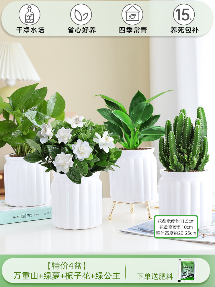 [특별 제공 화분 4개] 완중산 + 포토스 + 치자나무 + 그린 프린세스