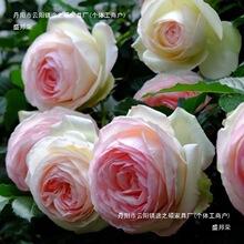 ɫɳʯW¿¼ʾֲٱͺ͟