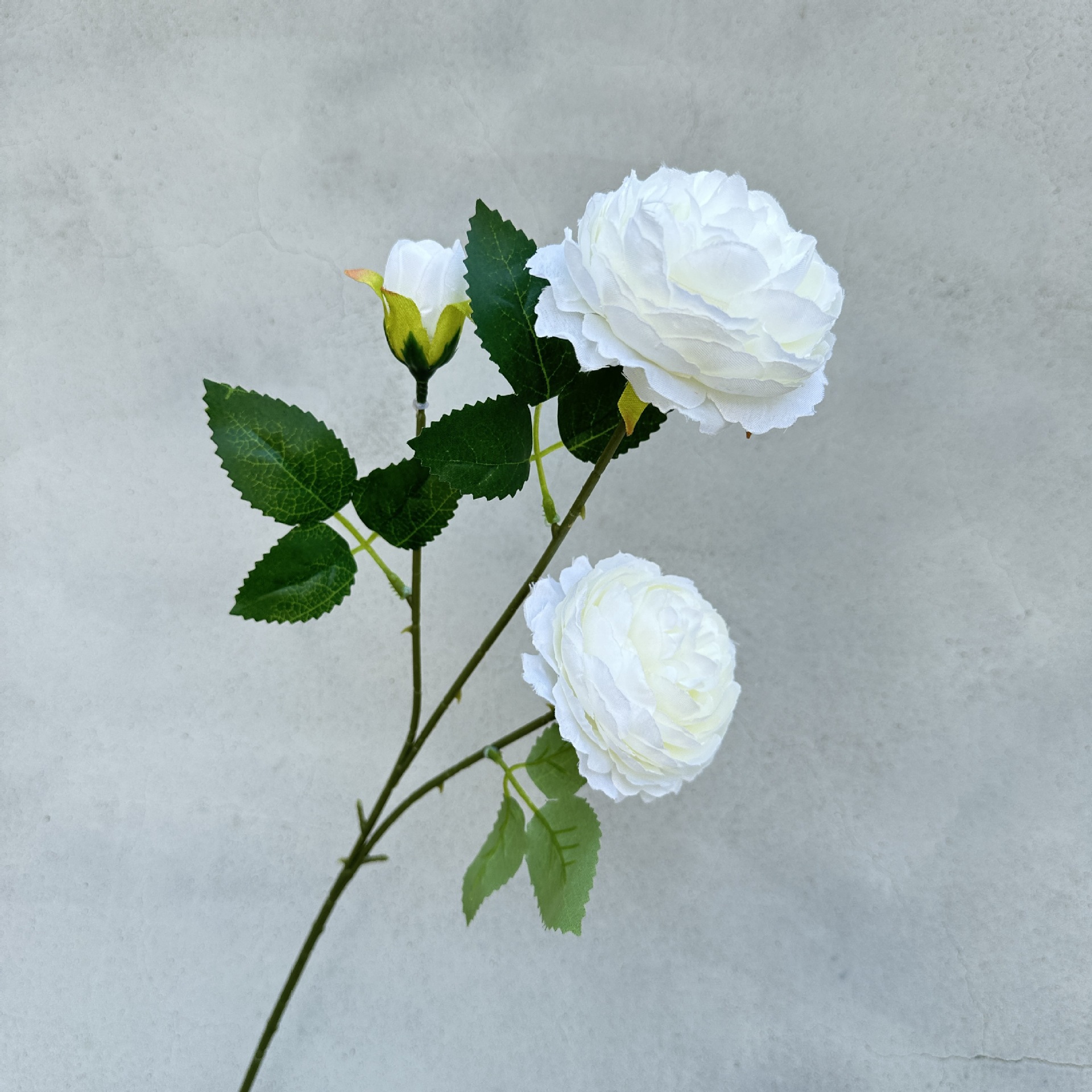 Foreign peony-white
