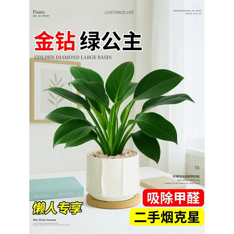 Высококлассная гостиная, золото, бриллианты, зеленая принцесса, офис, небольшое горшечное растение, рабочая станция для рабочего стола, удаление формальдегида, очистка воздуха, зеленое растение