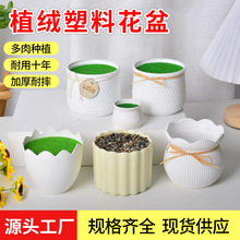 ���ϻ��豱�W����Gɫֲ�q��ĭ�Gֲ���Զ�����滨�������b���