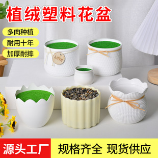 ���ϻ��豱�W����Gɫֲ�q��ĭ�Gֲ���Զ�����滨�������b���