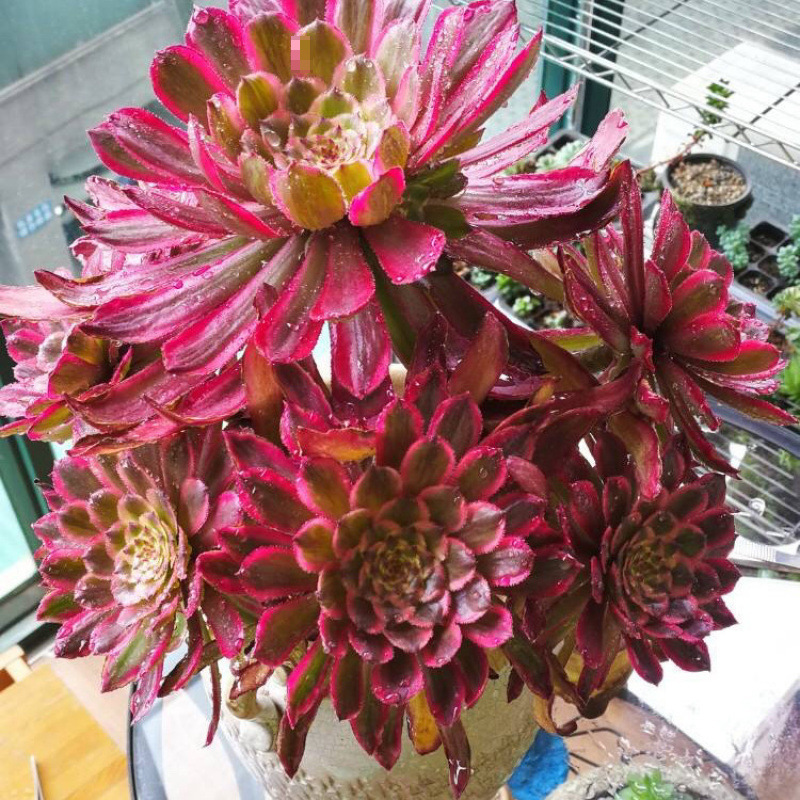 빨간색 배꼽 휠 높이 20cm 원형 측면 헤드 포함