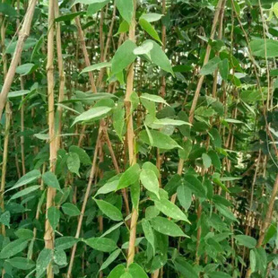 Wholesale Landscaping Project Seedlings Vine Plant Oil Hemp Rattan Seedlings Evergreen All Year Round