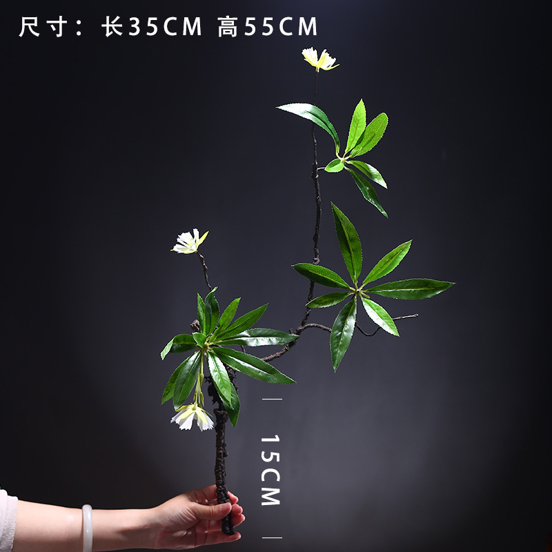 스몰 사이즈 수심 ficus-모양 3