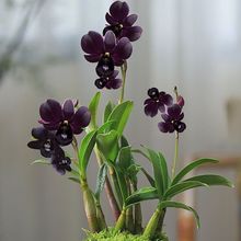 耐热水培植物浓香型石斛兰好养易活室内矮种桌面花卉绿植