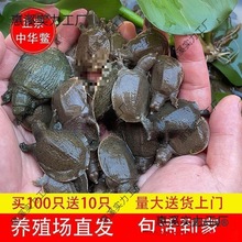 小甲鱼苗外塘养殖甲鱼团鱼水鱼王八苗中华鳖苗包活养殖地直麦太保
