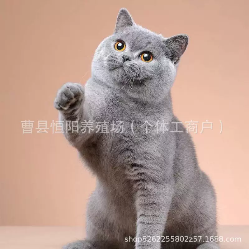纯种蓝猫幼猫英短活体宠物猫蓝白活猫包子脸英短矮脚蓝猫幼崽活体