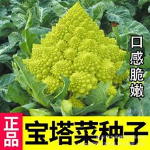 网红宝塔菜种子进口罗马宝塔花椰菜种籽四季高产优质菜花籽春菜孑