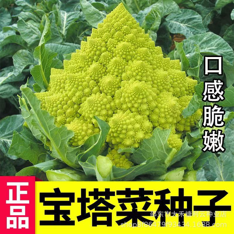 网红宝塔菜种子进口罗马宝塔花椰菜种籽四季高产优质菜花籽春菜孑