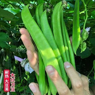 �S�Ҵ���������t�����N�ӌ��ⶹ�ǷN�Ѵ��ļ������߲˷N�����l