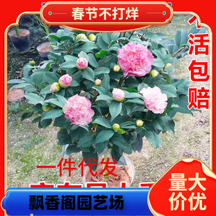 һ�����l������̫���� �����軨���� ��ˮ�軨 ɽ�軨 ������ ��