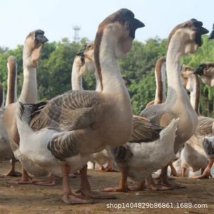 ���N�{�^�Z���l�r��{�^�ZÓ��������������ڪ{�^�Z���w���̷N��