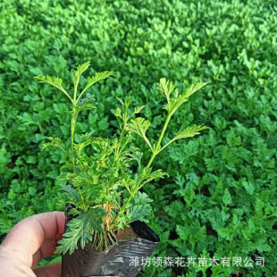 Cultivation of High-Quality Grass Flower Beauty Cherry Ornamental Florals, Flower Sea Planting, Rental and Placement of Garden Engineering Seedlings, Large Quantity Discounts