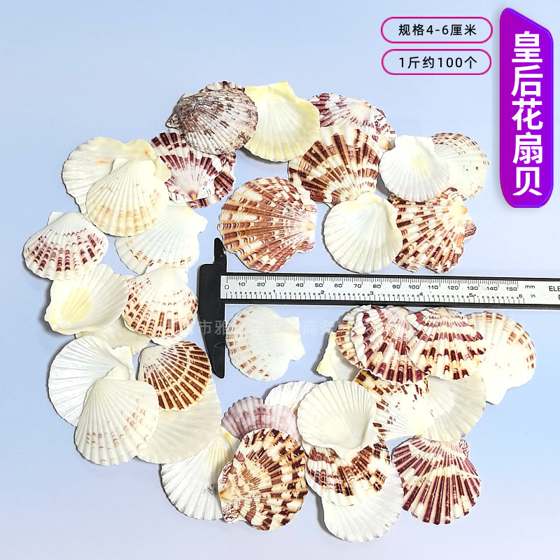 天然法螺貝 卸売供給源 魚水槽造園 工芸品 消耗品 1-10cm シェル|undefined