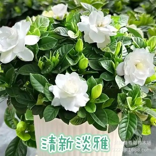 ����ֱ�Nĵ���d�ӻ� �҃��_������ ���~�d�ӻ������_������