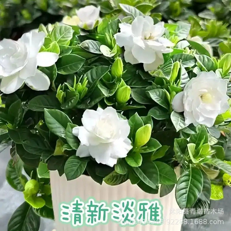 Питомник прямой пион Гардения комнатное цветение в горшке крупнолистовой гардении цветущие саженцы
