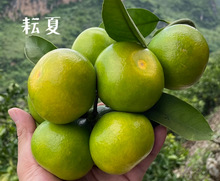 ɳ�ǽۘ�����������Ϸ������Nֲ���Ә���̽۹������޽�ɰ����