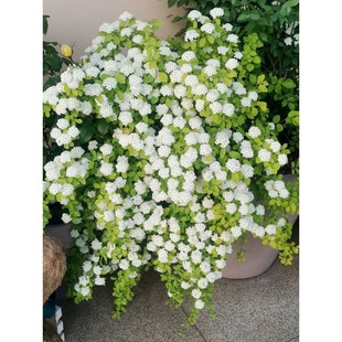 ���~��������������÷С�����ͺ��͟���B�����L��������ľ�Gֲ��