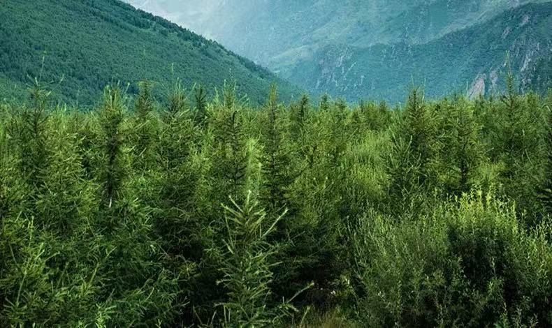 Xiang Fu (Cyperus rotundus) — Dried Raw Cyperus Rhizome, Food Herb for Tea & Soup overview