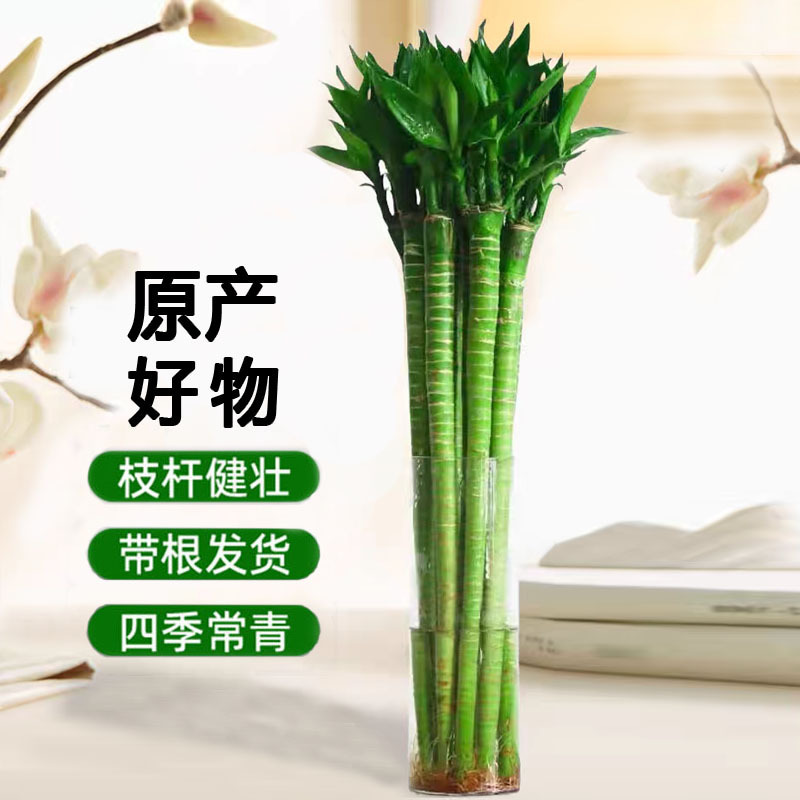 Potted Lucky Bamboo Plant with Roots, Suitable for Indoor Hydroponic Cultivation, Green Plant for Good Fortune, Suitable for Living Room