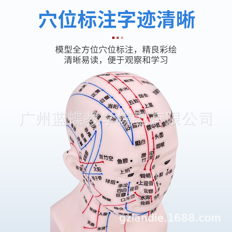 �ֶ����ͷ��Ѩλģ�� ��װ�Ħ�Ų��㲿������ģ�Ͱ�Ħ��İ���