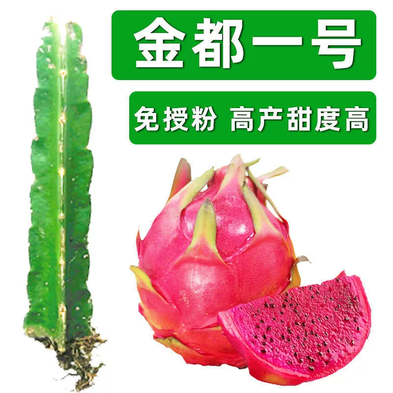 Красное сердце Красное мясо Питайя Рассада в горшке Аутентичное Птичье гнездо Хуанлун Фруктовая рассада на юге и севере Четыре сезона