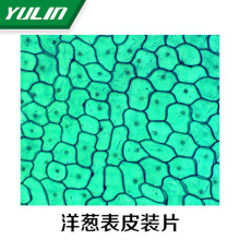 生物学细胞组织生物实验切片 洋葱表皮装片显微镜生物玻片