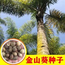 l ²ɽɽNӆľN x@ֻľN