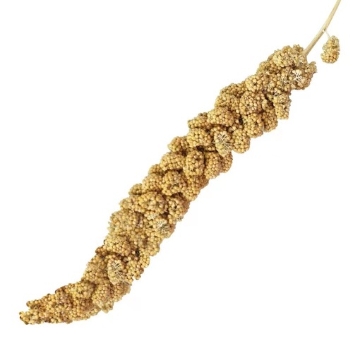 New goods, grain ears with shells, yellow millet, black phoenix and tiger skin feed, bird grain, civilian bird parrot, bird feed, hamster, squirrel grain